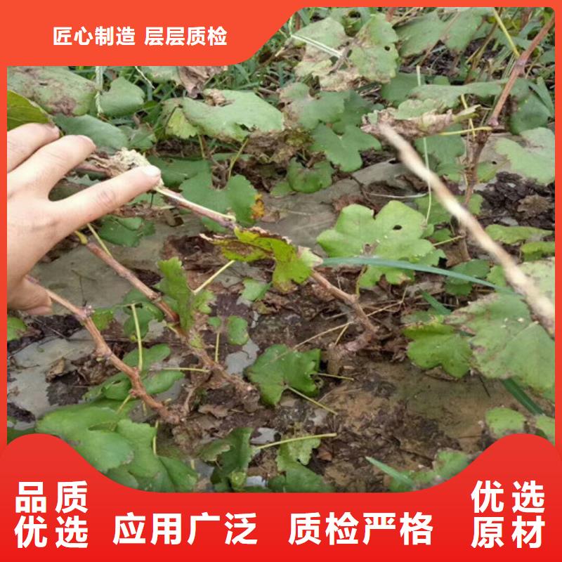 莲上镇无核白鸡心葡萄苗种植条件用心经营