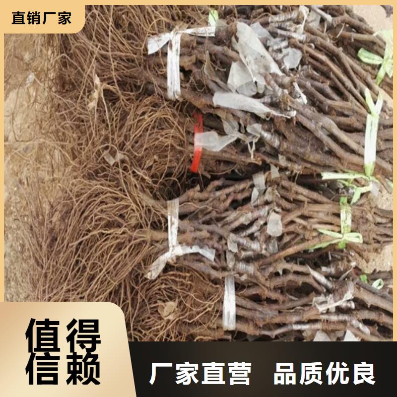 房县早熟葡萄苗种植条件货源报价