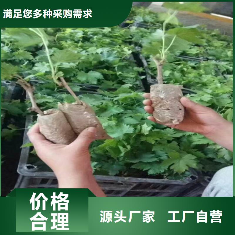 怀化美人指葡萄苗源头供应商附近货源