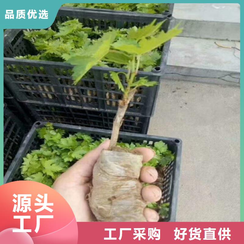 质量可靠的通化阳光玫瑰葡萄苗厂商当地生产厂家