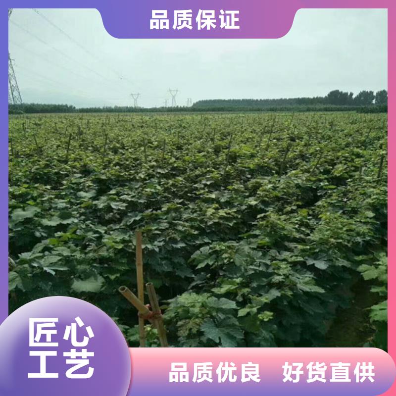 玉州无核白鸡心葡萄苗种植地区供应商