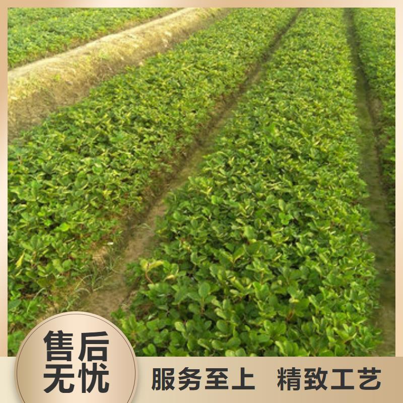 青秀妙香草莓苗基地出售定金锁价