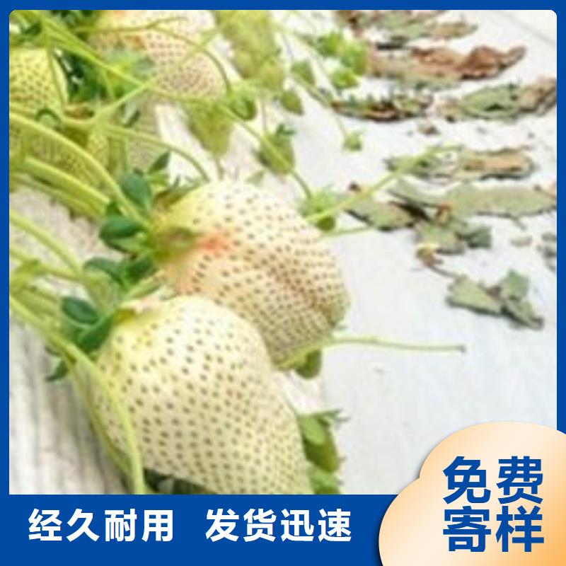 紫金香蕉品种草莓苗价格多少同城厂家