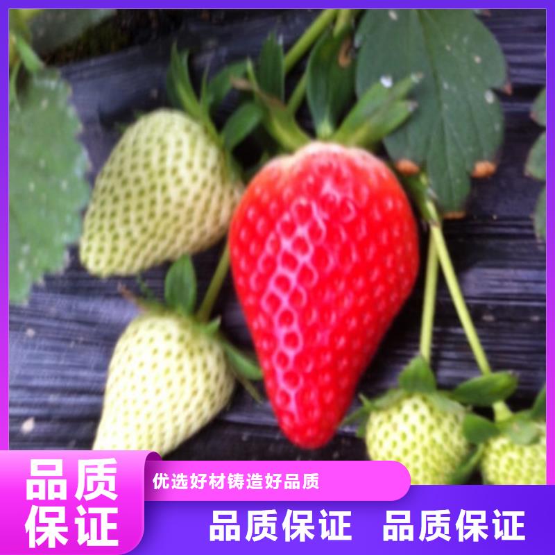 广东省奶油草莓苗种苗厂家规格全