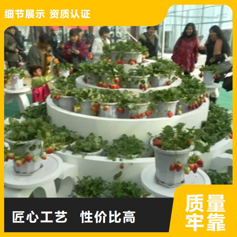 湖北省圣诞红草莓苗栽植密度价格合理