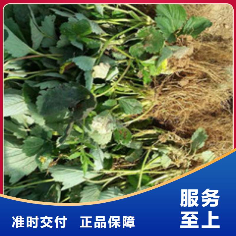 枣阳丰香草莓苗种植品种选择货品齐全