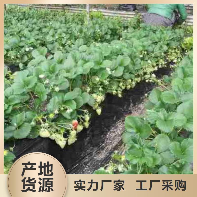 汤原香蕉品种草莓苗种植条件高质量高信誉