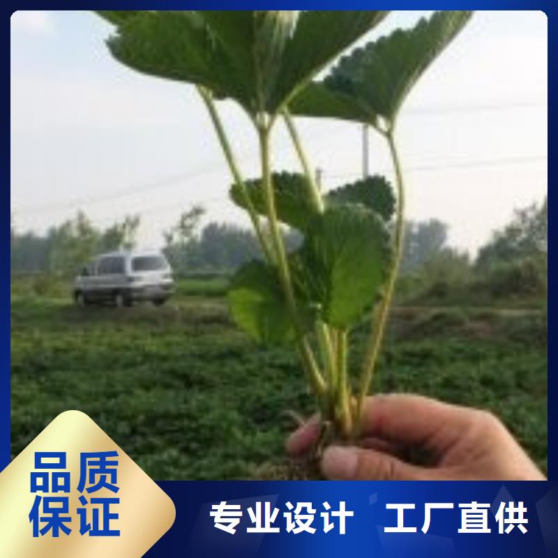 普洱质量可靠的妙香草莓苗公司当地货源