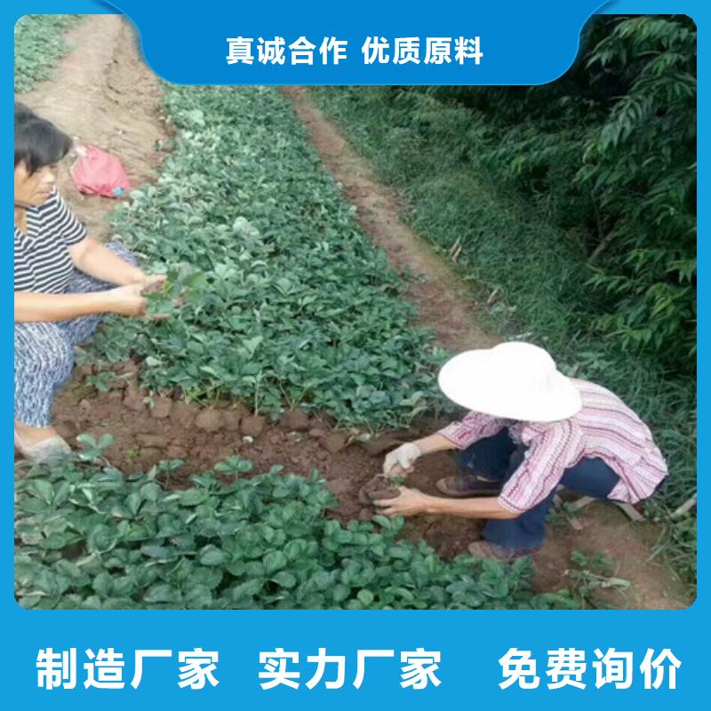 四川省艳丽草莓苗哪里有种植的出厂严格质检