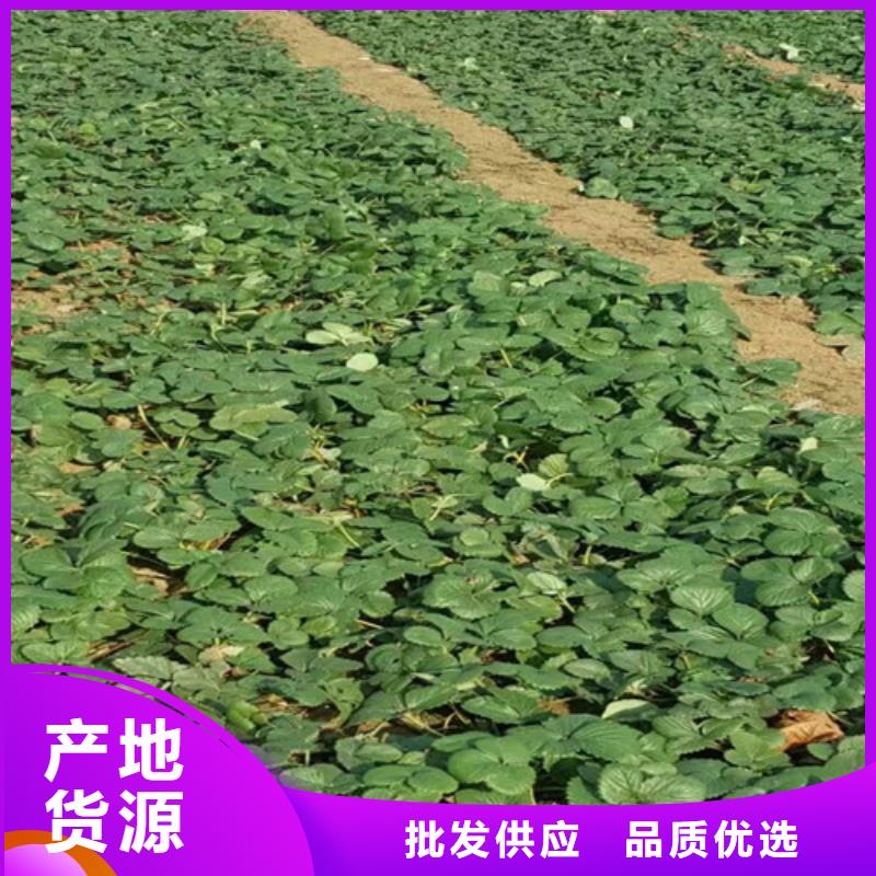 宁波妙香草莓苗-妙香草莓苗质量好厂家实力雄厚