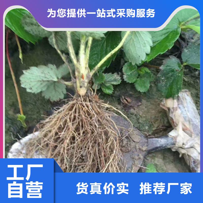 衢州甜宝草莓苗-甜宝草莓苗质量有保障产品优势特点