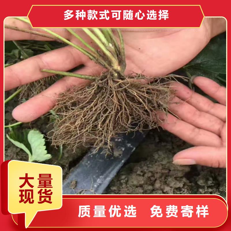 揭阳牛奶草莓苗口碑良好甄选好厂家