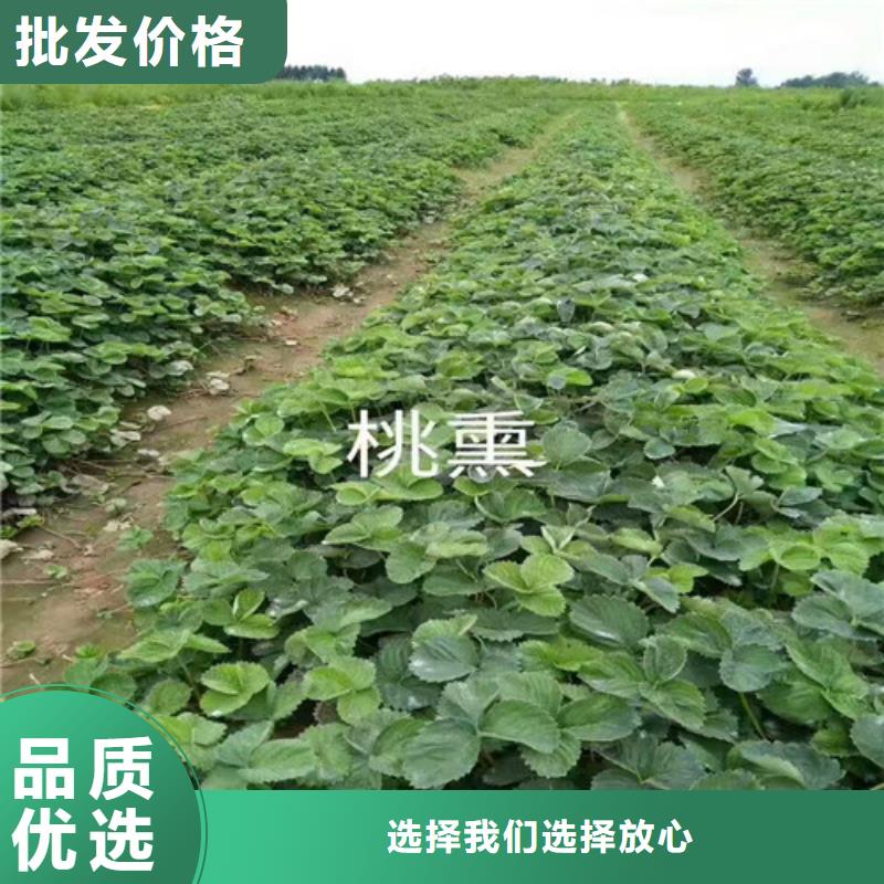 溧阳香蕉品种草莓苗育苗厂家随到随提