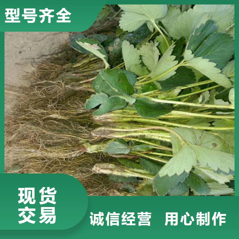 罗定桃熏草莓苗种植品种选择让客户买的放心