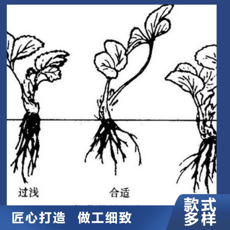 辽源丰香草莓苗基地批发工厂直供