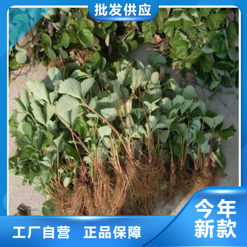 镇安白果草莓苗种植条件同城公司