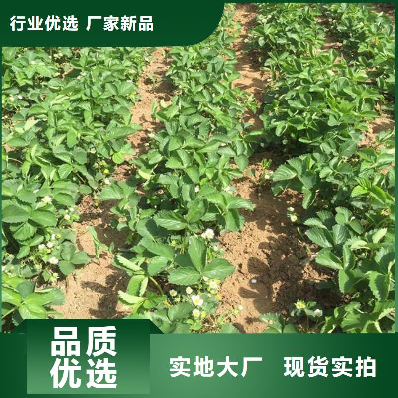 湖南省丰香草莓苗适应土地同城公司