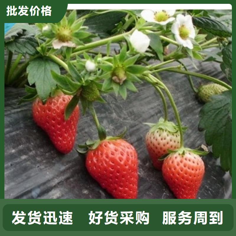 潍坊奎文基地批发白雪公主草莓苗，白雪公主草莓苗种植条件细节严格凸显品质