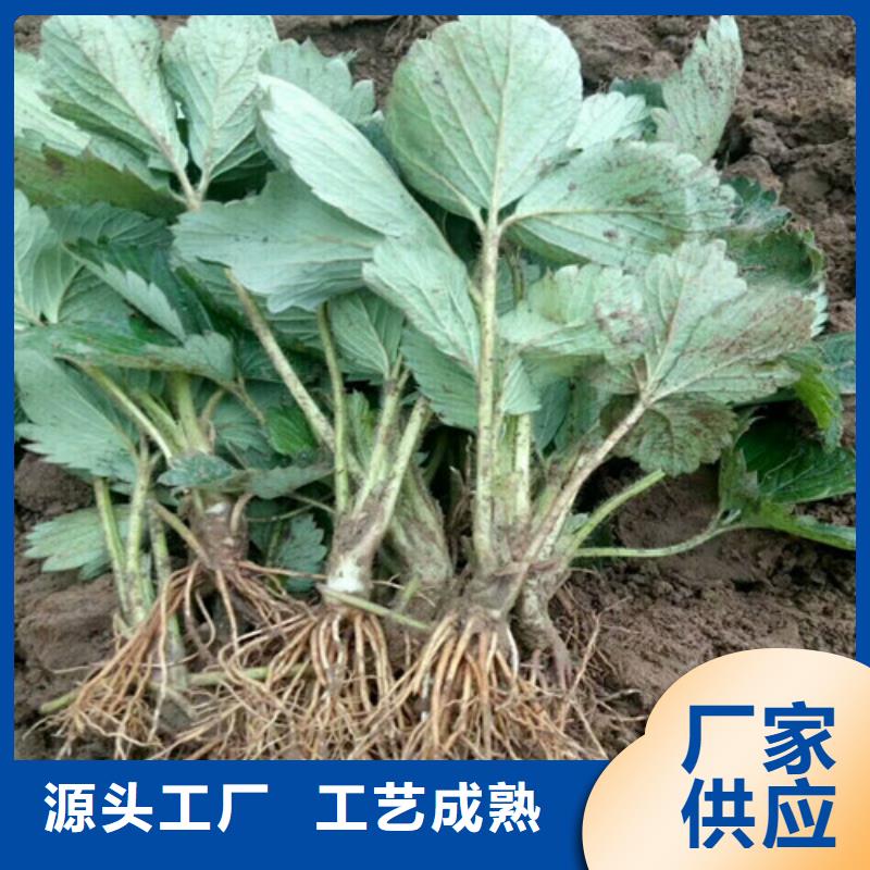 咸阳有现货的白雪公主草莓苗厂家大厂生产品质