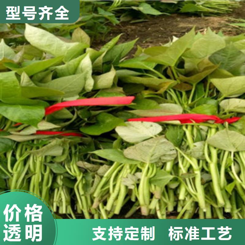 昆明麦茬苗普薯32号（红薯苗）山东苗海量现货