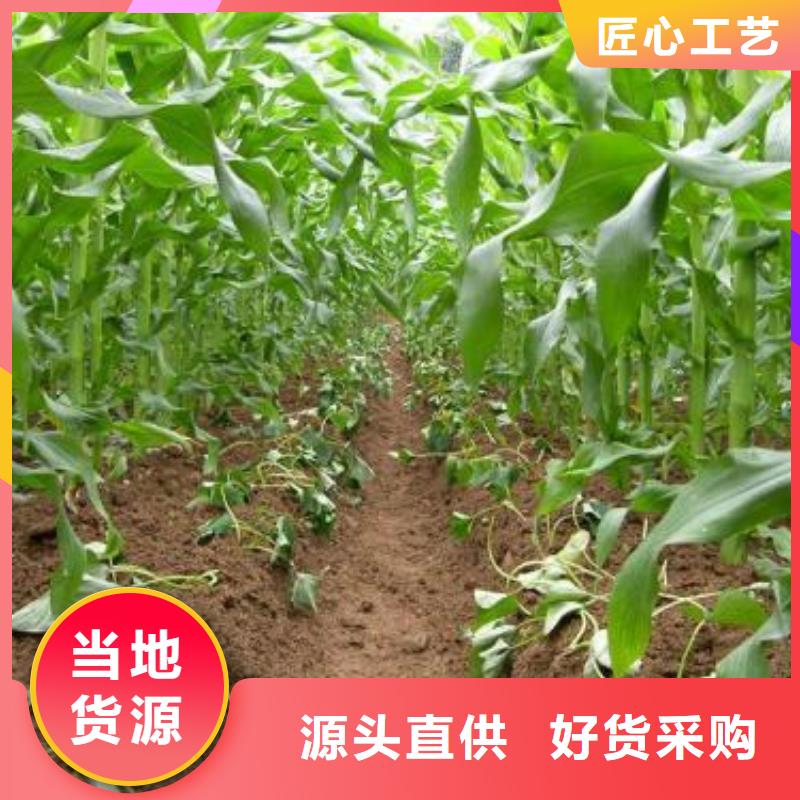 长治麦茬苗普薯32号（红薯苗）供应商同城服务商