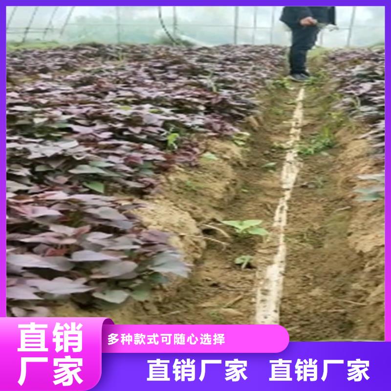 江苏麦茬苗普薯32号（红薯苗）是怎么种出来的附近经销商