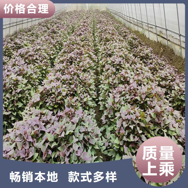 迪庆麦茬苗普薯32号（红薯苗）基地育苗优质货源