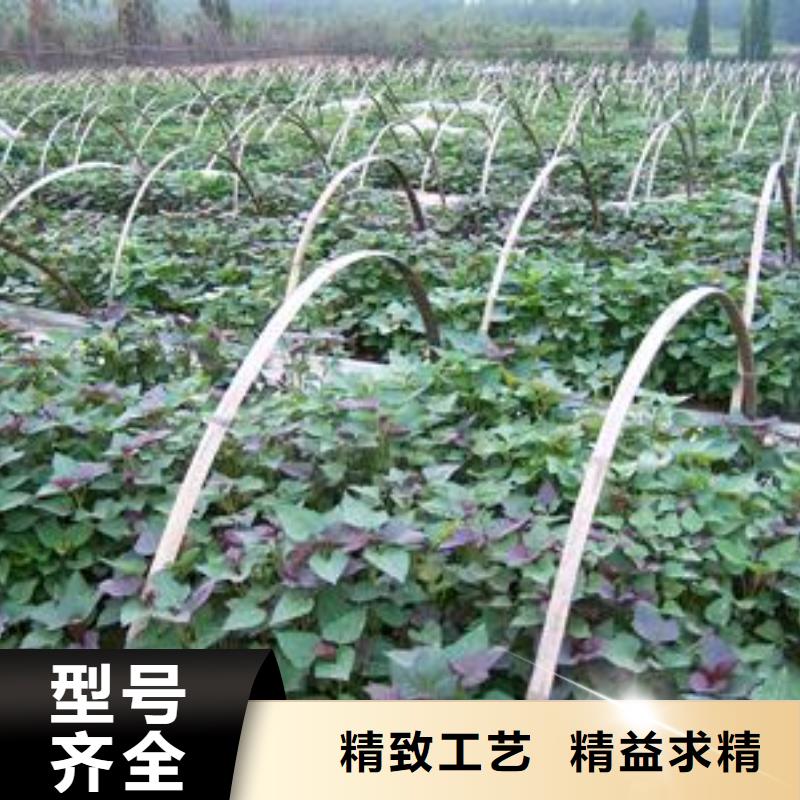 珠海麦茬苗普薯32号（红薯苗）产量高适用范围广