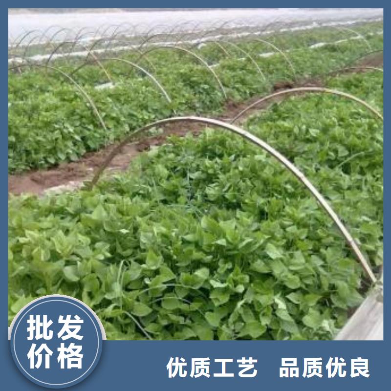 红河麦茬苗普薯32号（红薯苗）春薯苗本地生产商