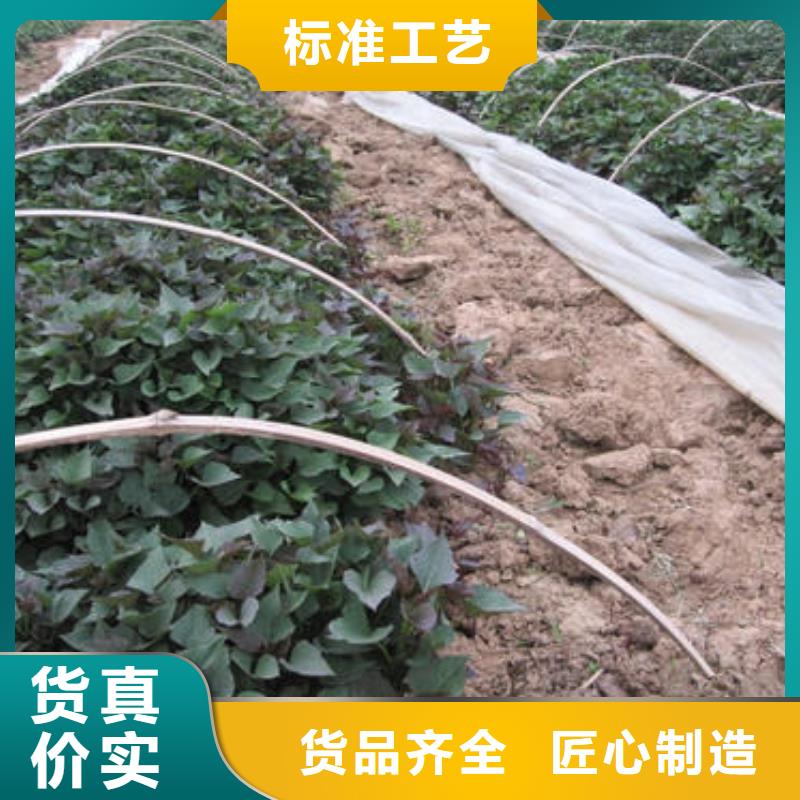 潮州红薯苗（西瓜红）种植基地厂家规格全