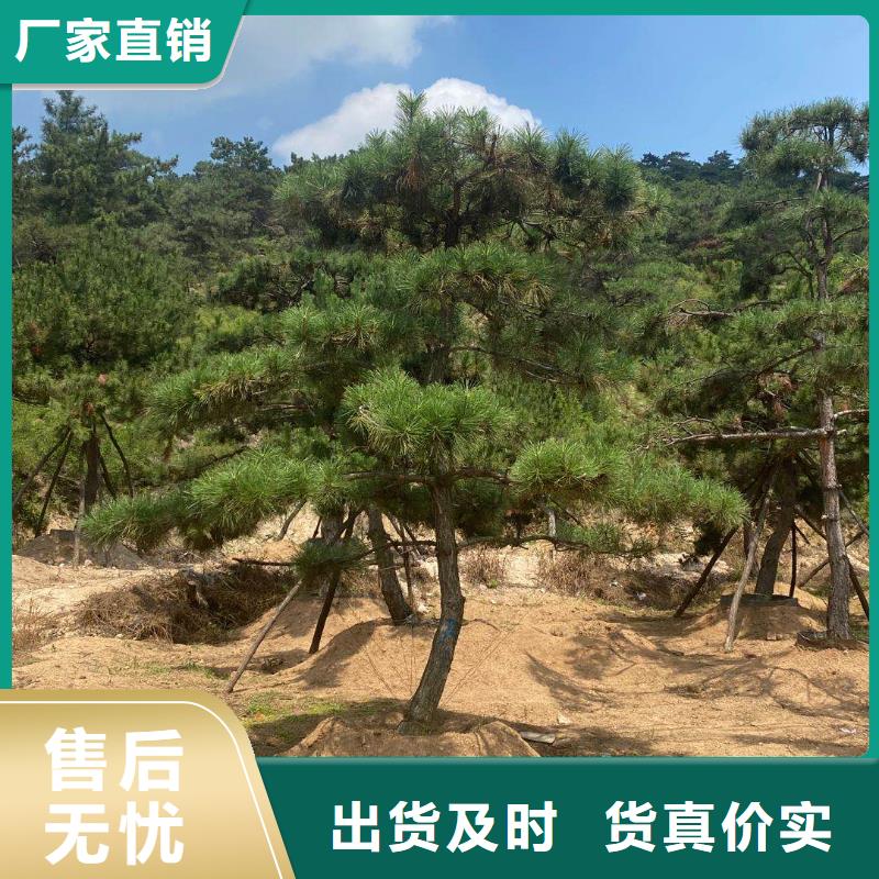 造型松_造型油松库存丰富附近公司