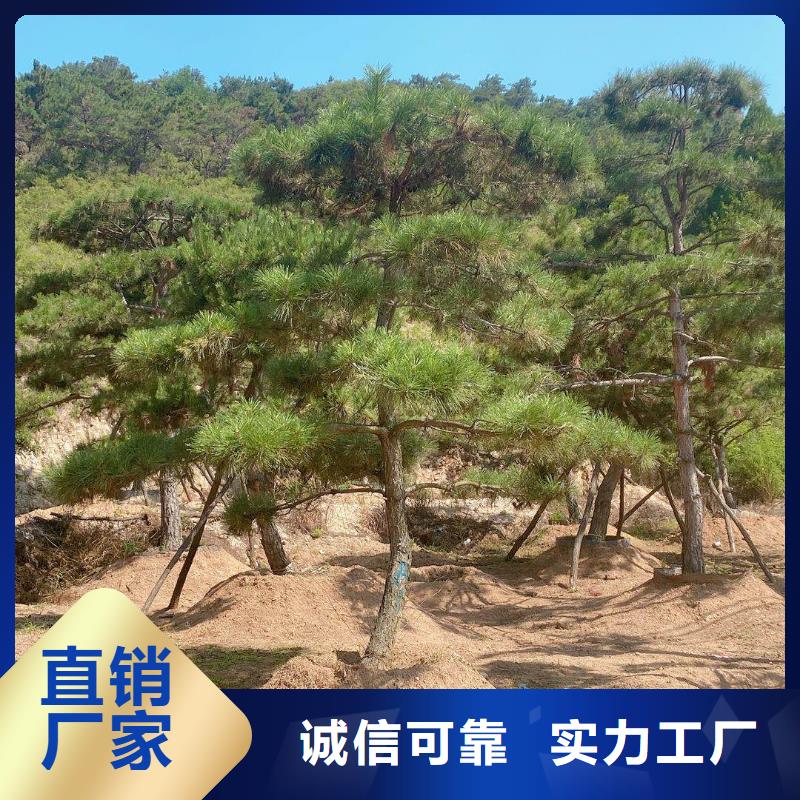 锦州造型油松培育基地来电咨询