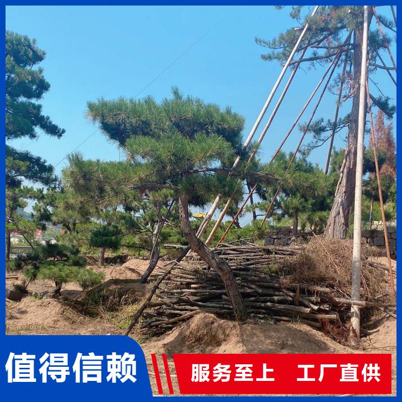 呼伦贝尔大型古松价格可详谈实体厂家支持定制