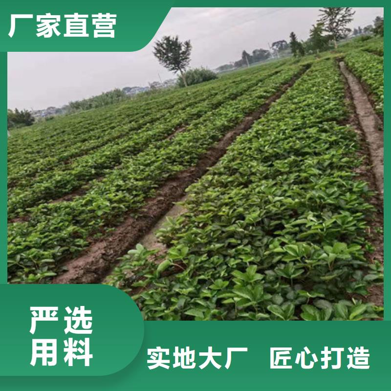 【草莓苗】蓝莓苗质检严格定制批发