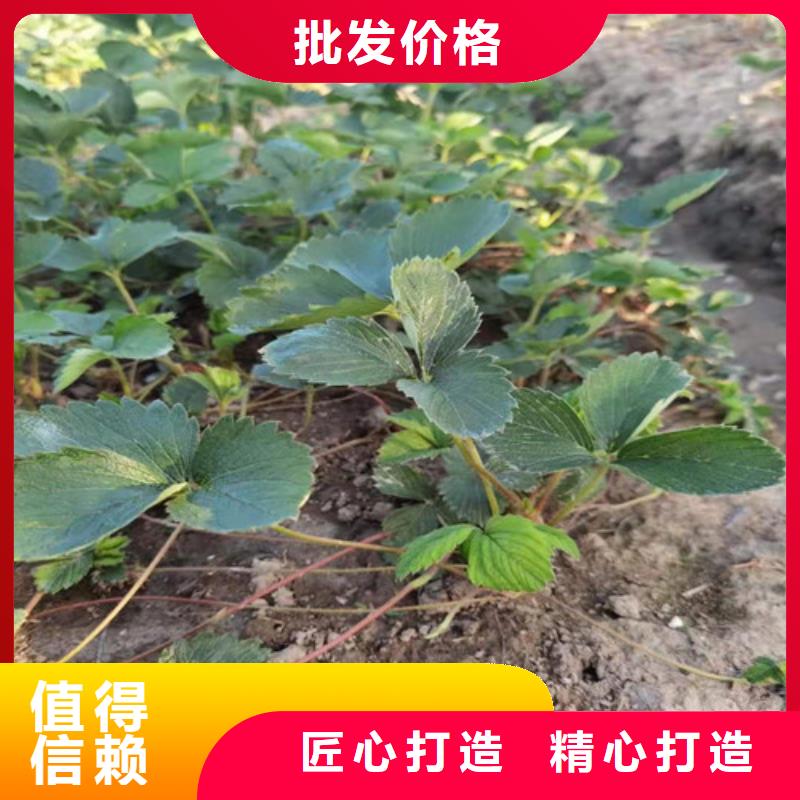 【草莓苗】桃树苗买的放心本地公司