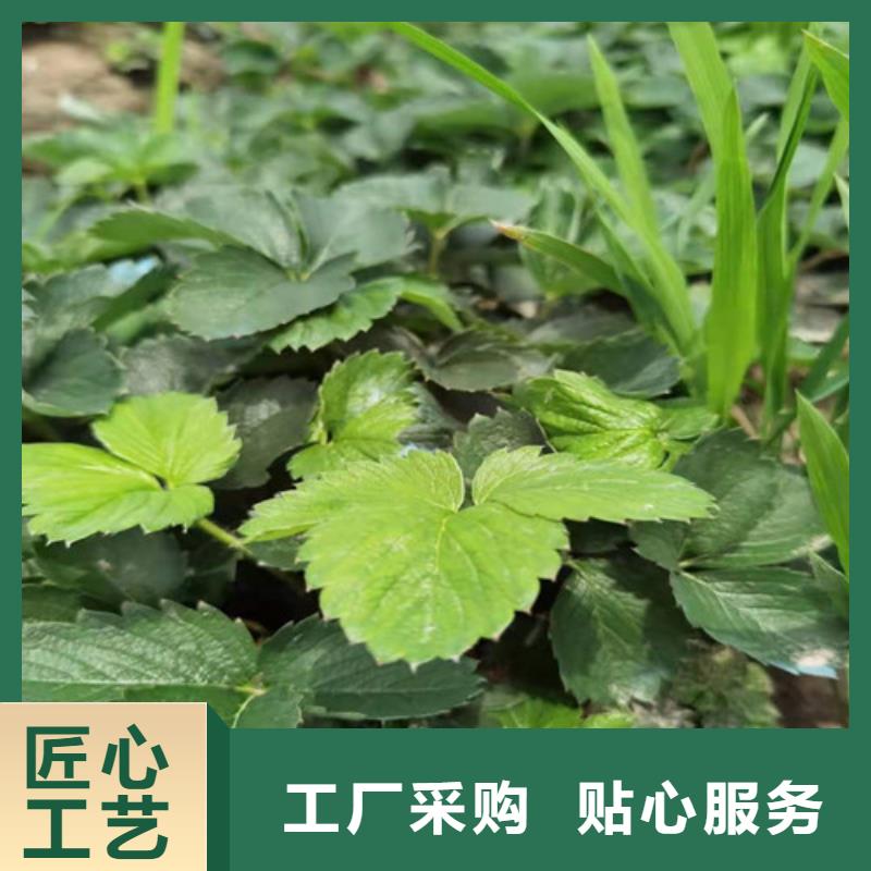 江苏妙香7号草莓种苗本地生产商