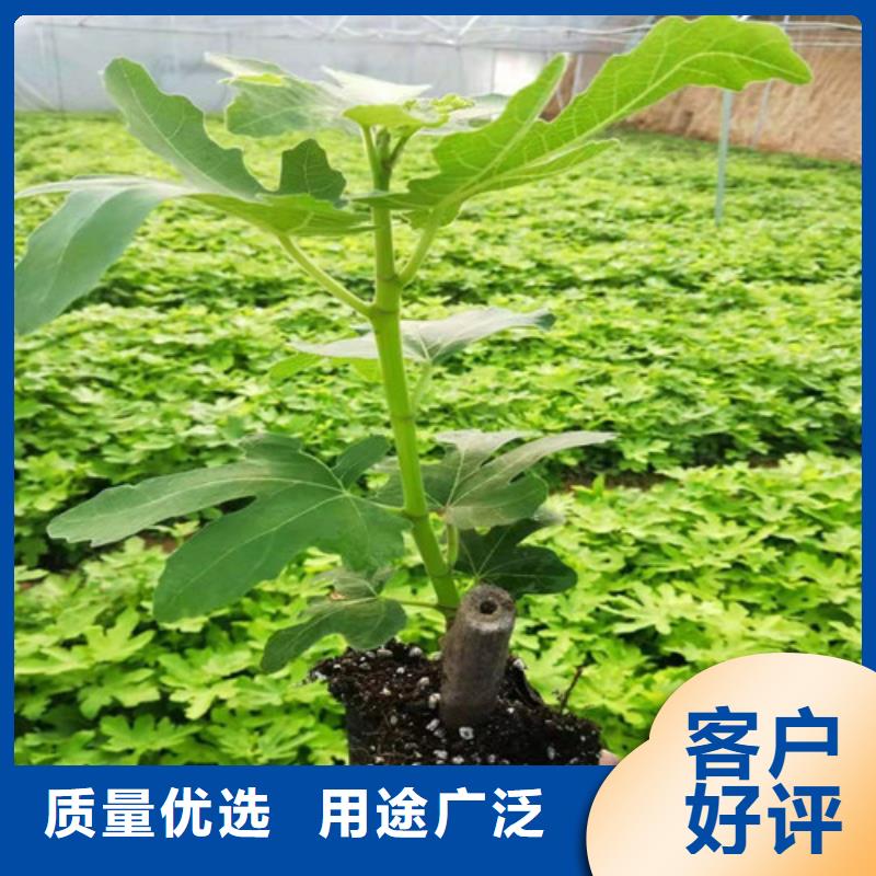 无花果大棚草莓苗精选厂家好货卓越品质正品保障