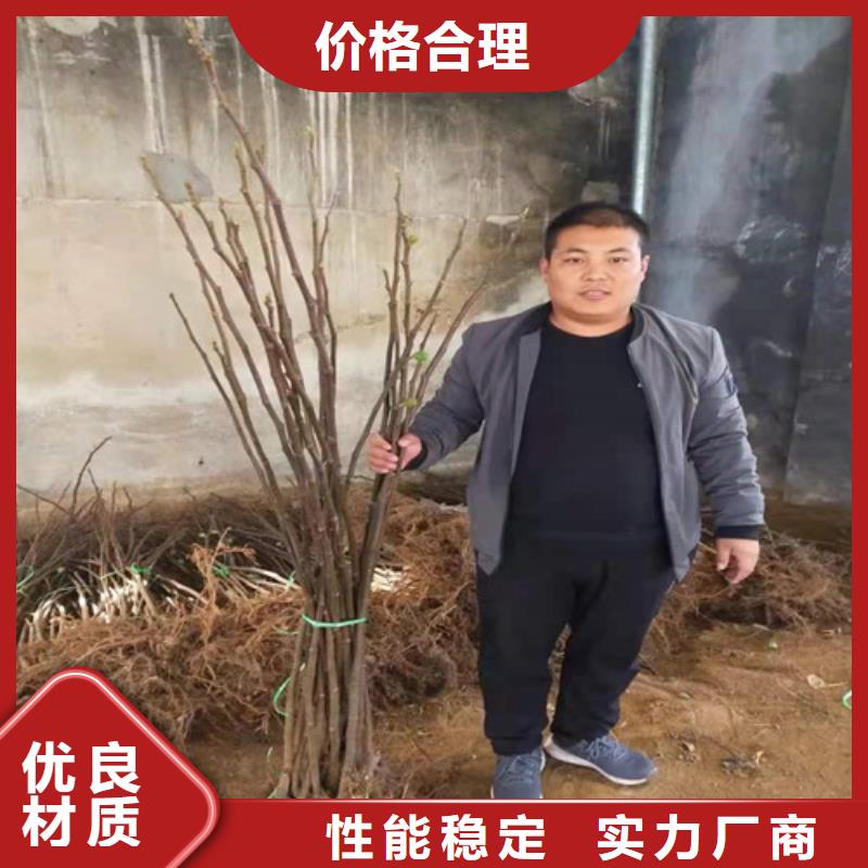 无花果葡萄苗支持定制加工本地公司