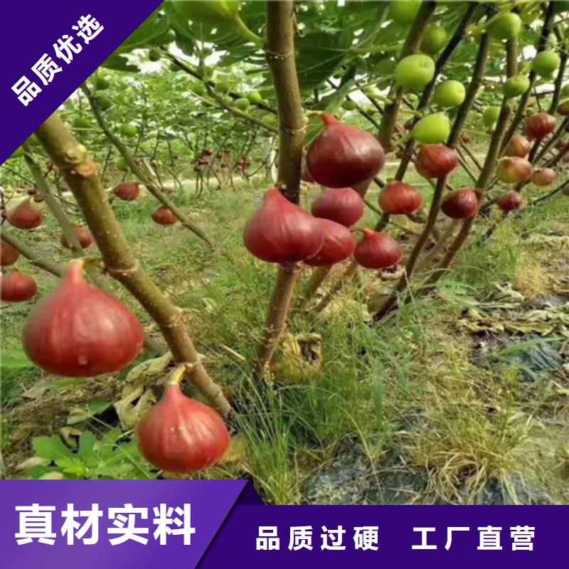 【无花果-红耔山楂苗工艺成熟】质量为本