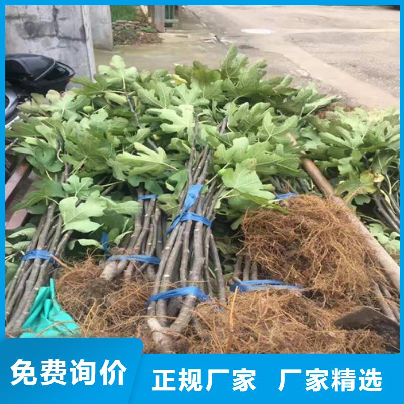 无花果花椒苗产地源头好货同城供应商