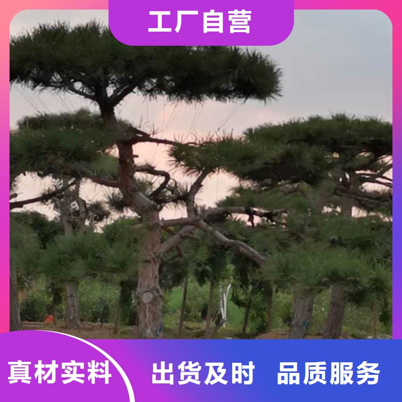 玉溪库存充足的造型景松基地优良材质