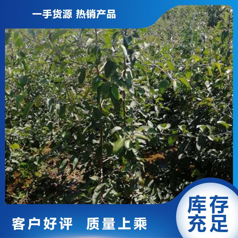 杜梨【玉露香梨树苗】用心做好细节本地品牌