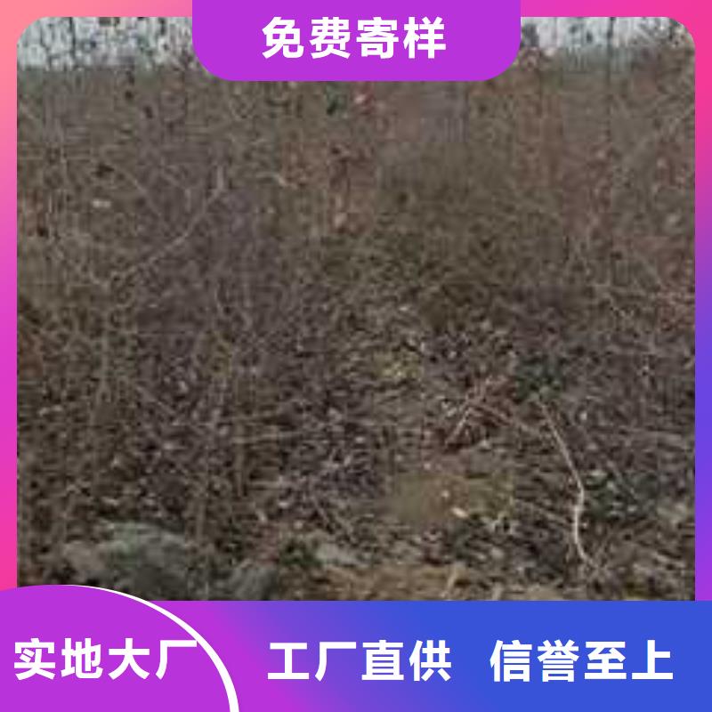 【杜梨】皇冠梨树苗一站式服务服务至上