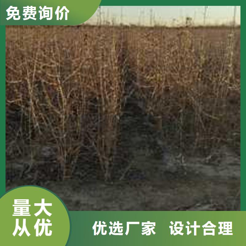 杜梨梨树苗基地实体厂家大量现货供应