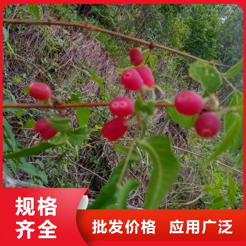 杈杷果【苹果苗】满足客户需求厂家定制