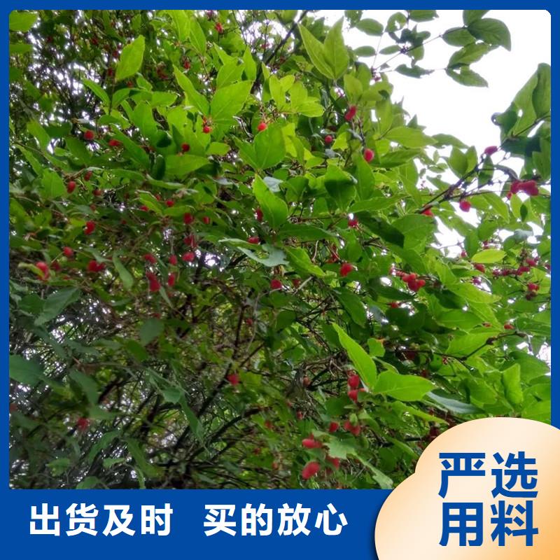 杈杷果树苗种植技术锦州当地货源