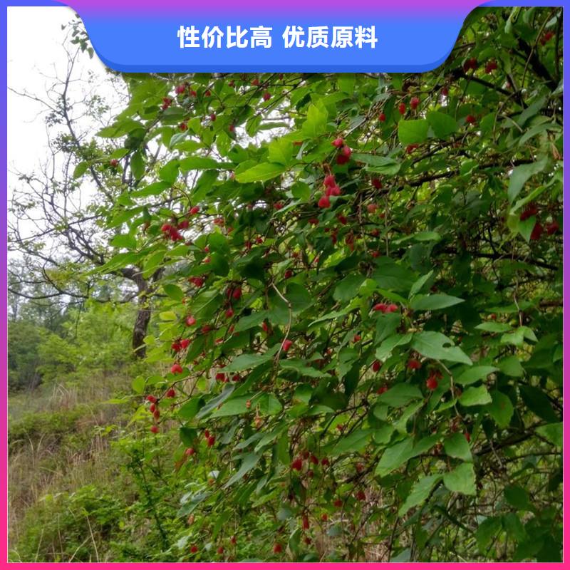 杈杷果【奶油草莓】服务周到工厂现货供应