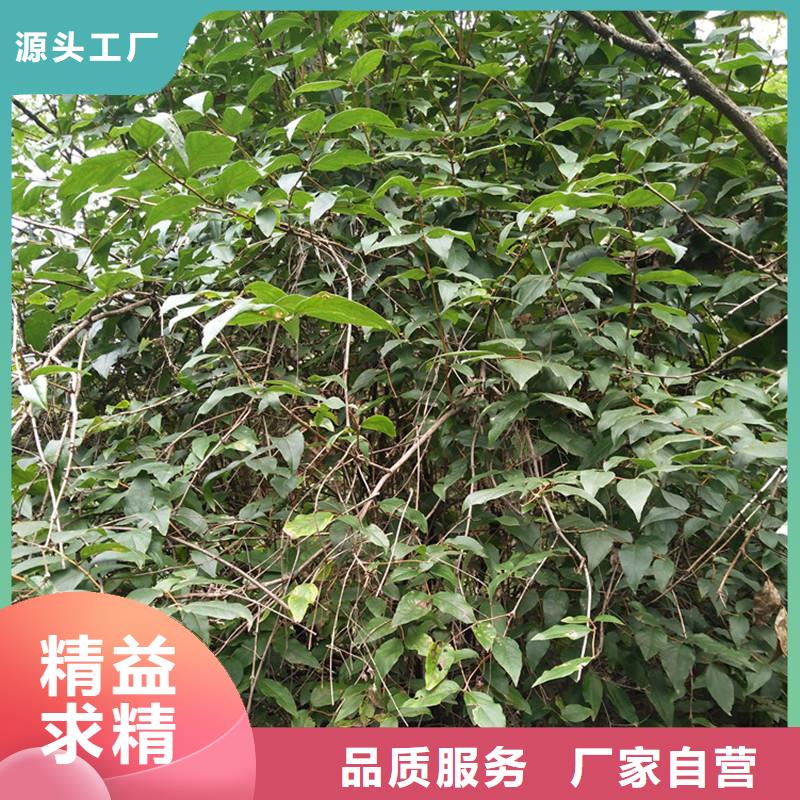 杈杷果,樱桃苗好品质经得住考验同城经销商