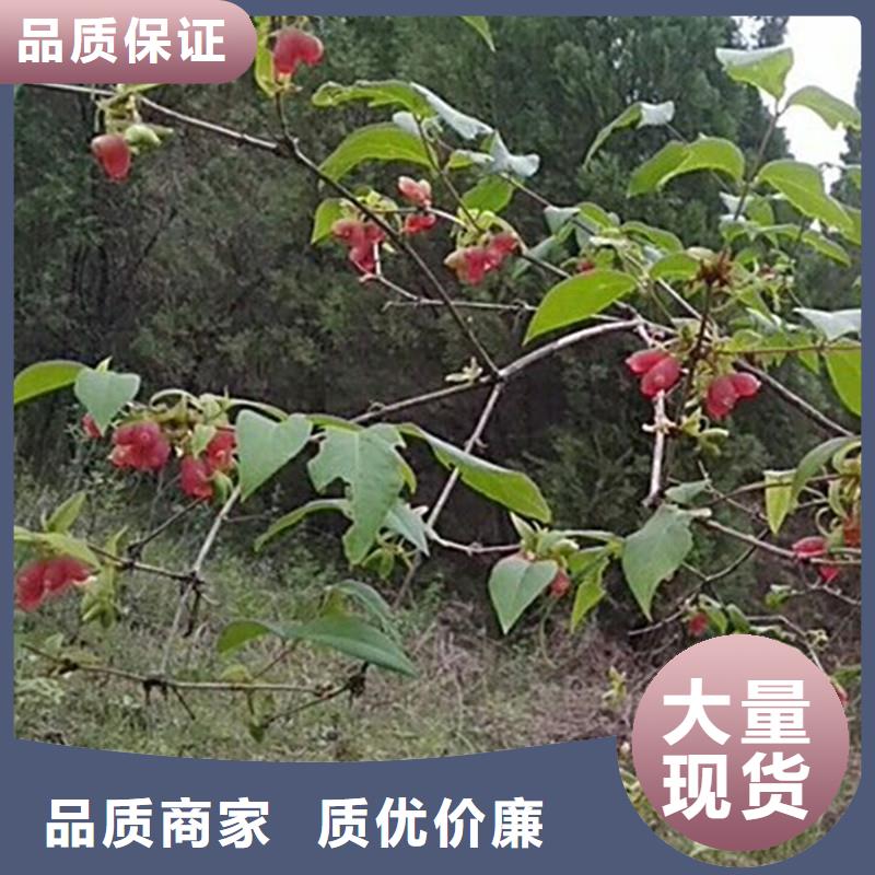 健身果苗种植技术广元附近公司