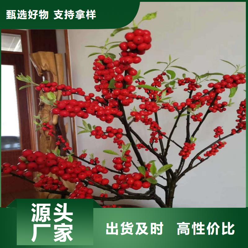 北美冬青,无花果苗按需设计工厂现货供应